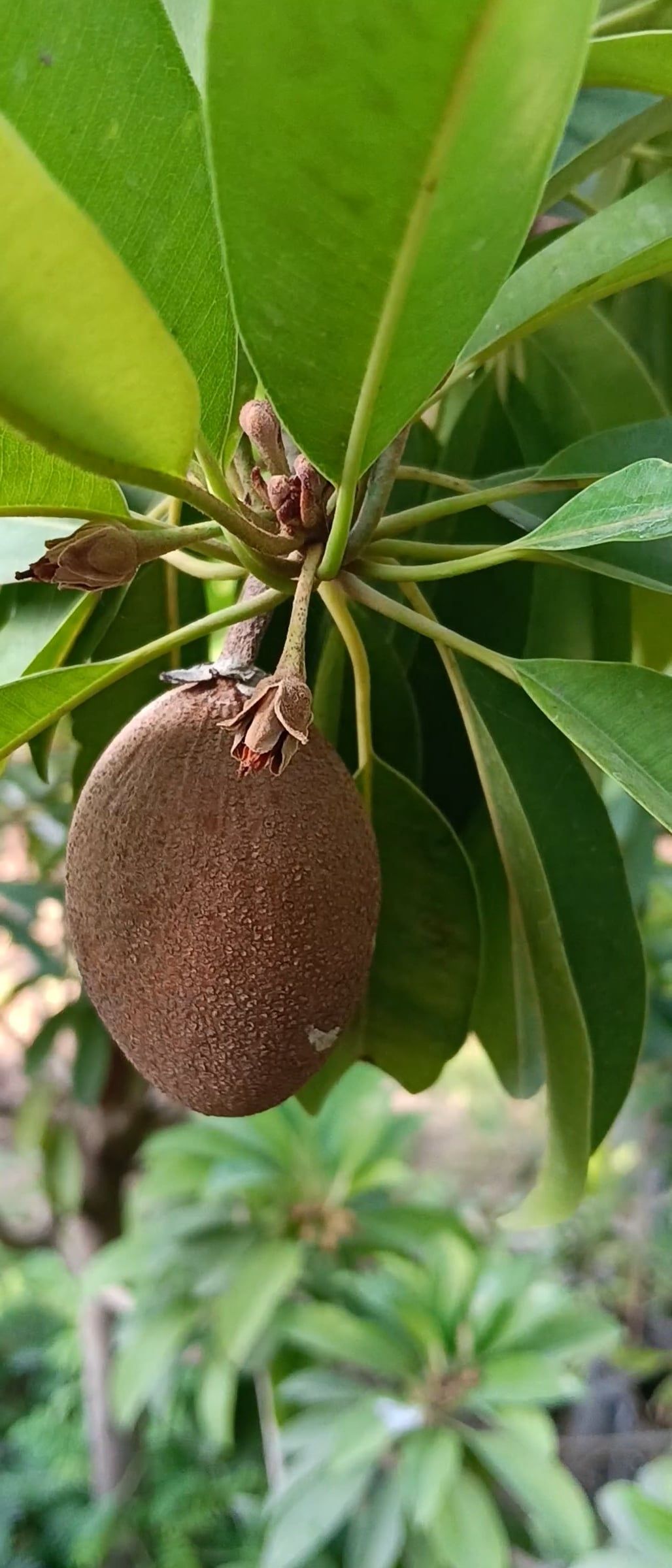 الثمرة و جانبها الازهار