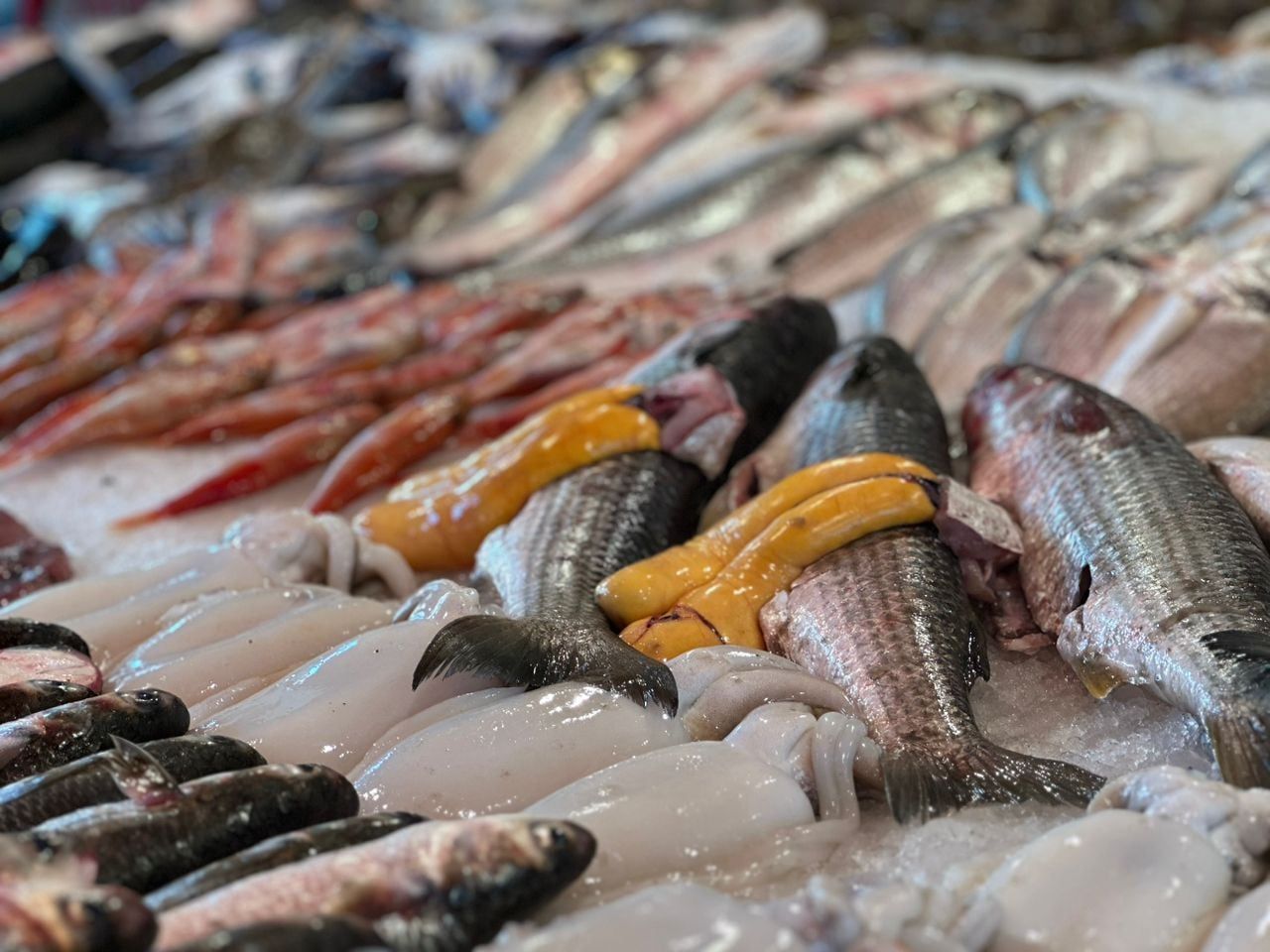 بطارخ بورسعيد بطارخ بورسعيد