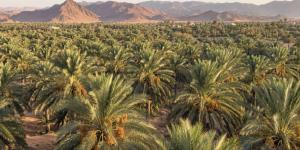 السعودية تحافظ على الصدارة عالمياً في صادرات التمور للعام الرابع