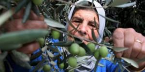 الاحتلال الإسرائيلي يمنع الفلسطينيين في اللبن الشرقية من قطف الزيتون :اليوم السابع