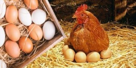 أسعار الدواجن والبيض اليوم الجمعة في بورصة الدواجن