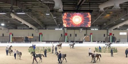 انطلاقة قوية لبطولة الإمارات الوطنية لجمال الخيل العربية بمشاركة 500 خيل