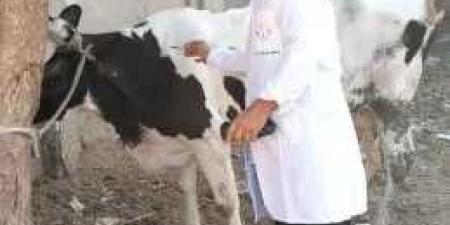 محافظ الغربية يتابع الحملة القومية للتحصين ضد الجلد العقدي.. تحصين 77 ألفًا و912 رأس ماشية