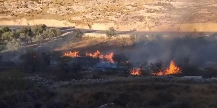 مستوطنون يحرقون أشجار زيتون في إماتين شرق قلقيلية