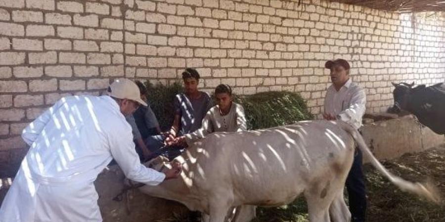 الطب البيطري بسوهاج يعالج 5007 رؤوس ماشية مجانا في دار السلام :اليوم السابع