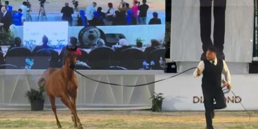 انطلاق مهرجان الشرقية الدولي للخيول العربية في دورته الـ30 بالعاشر من رمضان