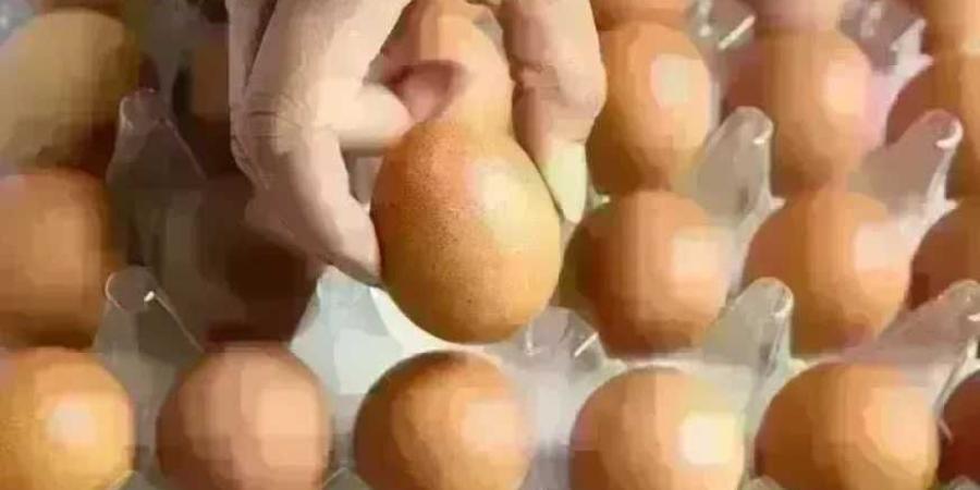 سعر كرتونة البيض في بورصة الدواجن وللمستهلك اليوم الخميس 29 أكتوبر 2026