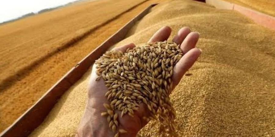سعر توريد القمح.. هل يحقق التوازن بين تكلفة الإنتاج وربحية الفلاح؟