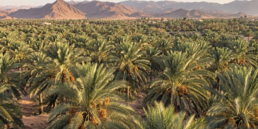 السعودية تحافظ على الصدارة عالمياً في صادرات التمور للعام الرابع