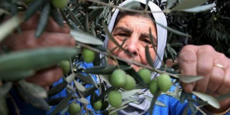الاحتلال الإسرائيلي يمنع الفلسطينيين في اللبن الشرقية من قطف الزيتون :اليوم السابع