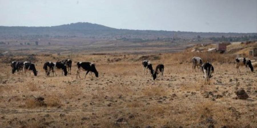 "سانا": اعتداءات الاحتلال تهدد تربية الماشية ومصادر رزق الأهالي في رويحينة بالقنيطرة :اليوم السابع