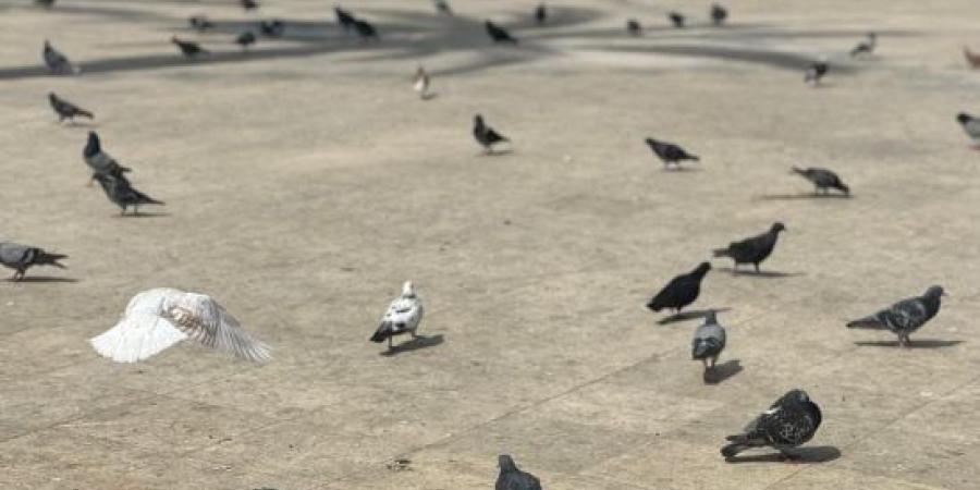 حمام الحرم.. حضور تاريخي ومشهد مألوف في سماء مكة المكرمة :اليوم السابع