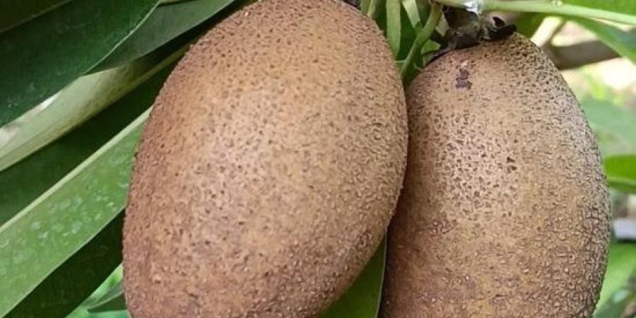 الشيكو.. فاكهة آسيوية بنكهة الكراميل وفرصة جديدة للاستثمار الزراعي :اليوم السابع
