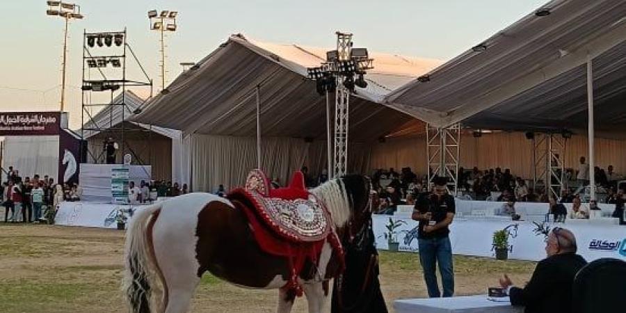 انطلاق مسابقات تراث أدب الخيل بمهرجان الشرقية بمشاركة 61 حصانًا.. فيديو :اليوم السابع
