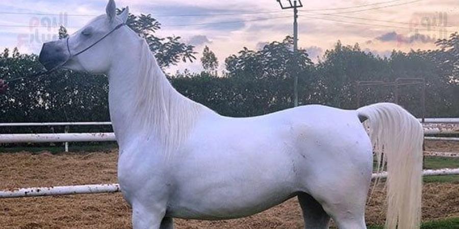 بطولة حائل الدولية لجمال الخيل تواصل منافساتها لليوم الثالث :اليوم السابع