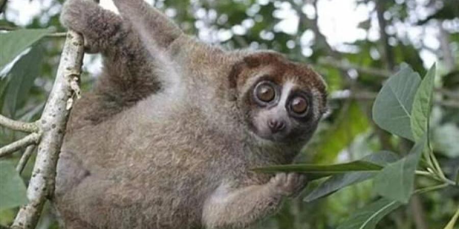 خوفاً على مستقبله .. علماء يعيدون قرداً ساماً بعد 89 عامًا على غيابه