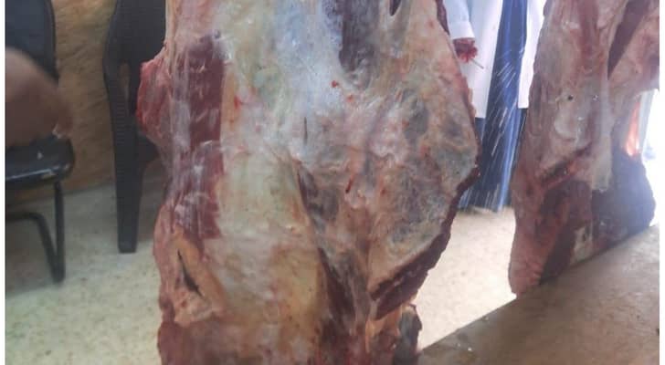 بلدية المفرق الكبرى تتلف بقرة غير صالحة للاستهلاك البشري ضبطت داخل إحدى الملاحم