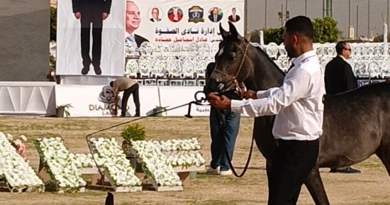 انطلاق اليوم الثاني من مهرجان الشرقية للخيول العربية الأصيلة بالعاشر من رمضان